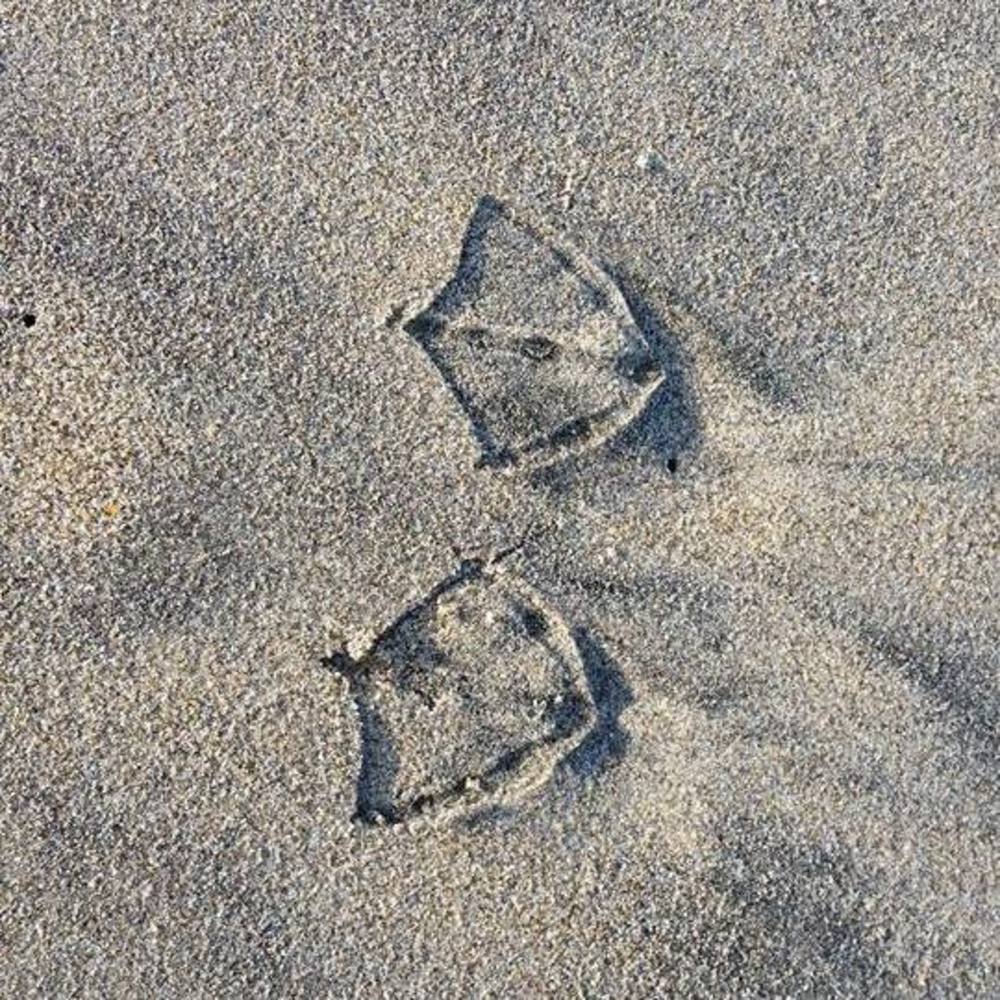 Meet your Posher, Bonny